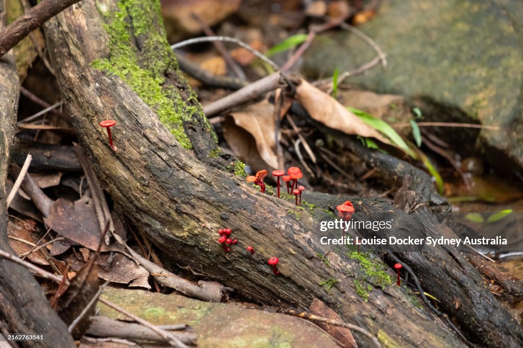 Tiny bright red Fungi on a tree root