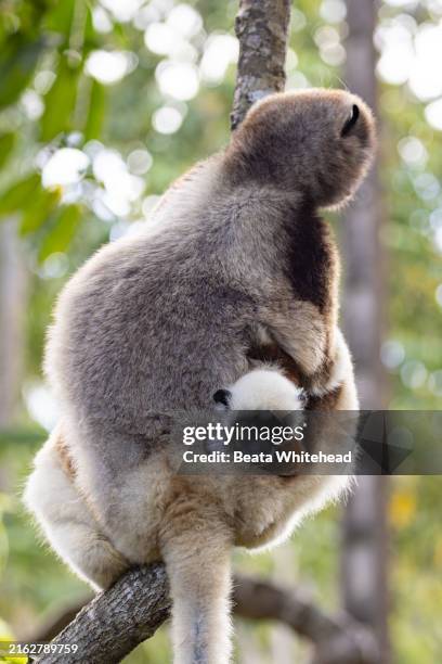 coquerel's sifaka lemur mother with infant - coquerel sifaka stock-fotos und bilder