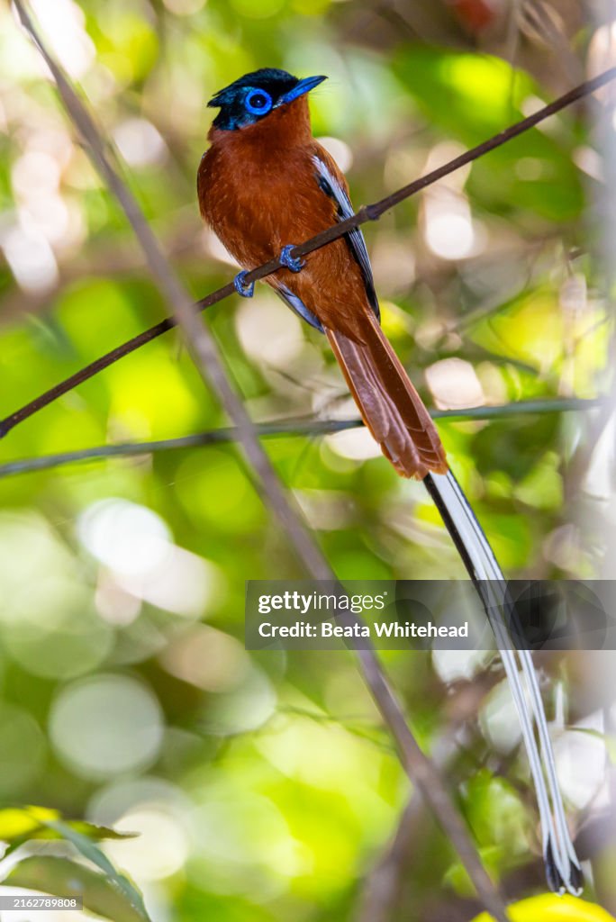Madagascar Paradise Flycatcher with Long Tail Streamers