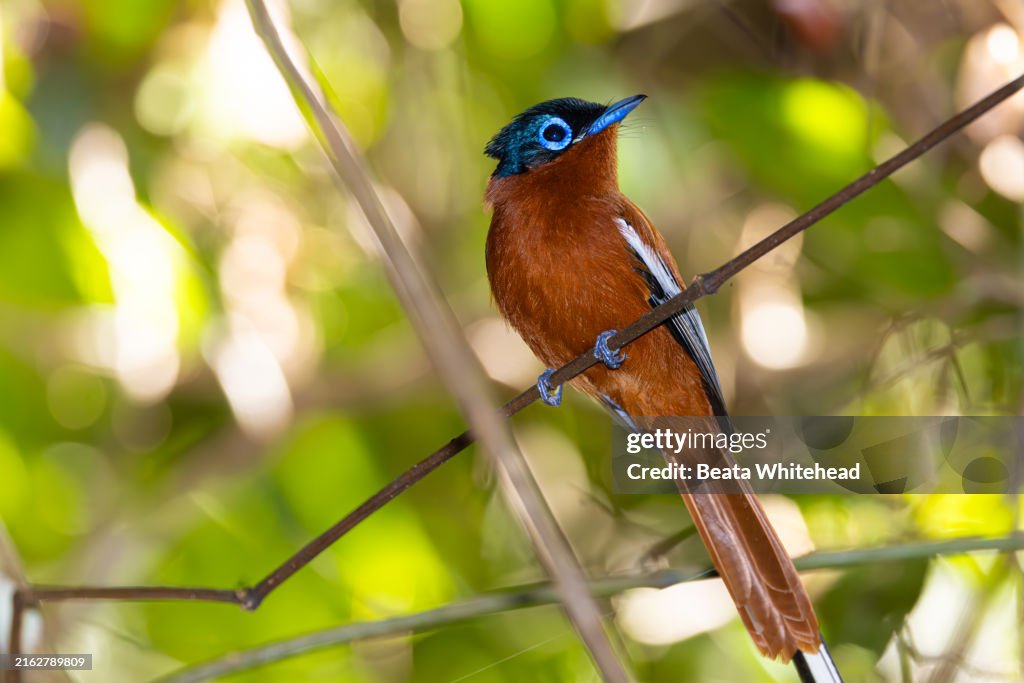Madagascar Paradise Flycatcher Perched on Branch