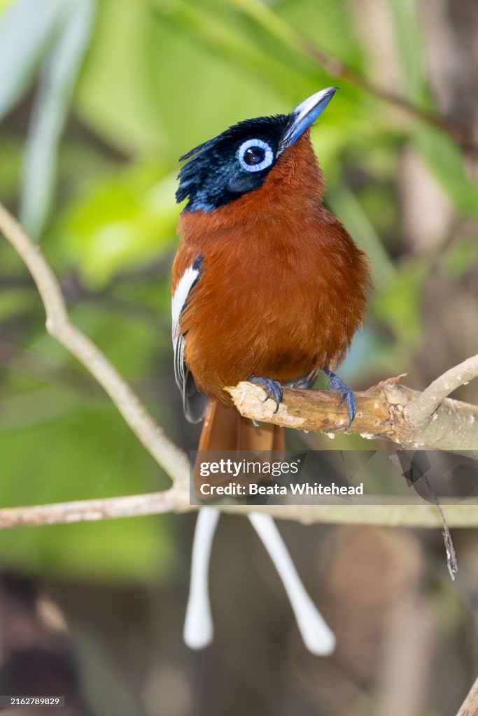 Madagascar Paradise Flycatcher Perched Elegantly