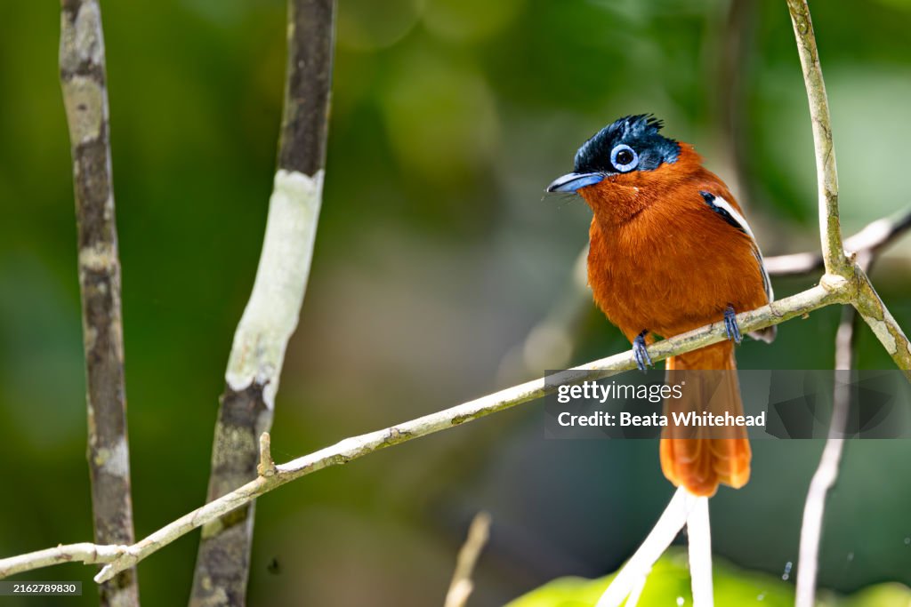 Madagascar Paradise Flycatcher on Branch