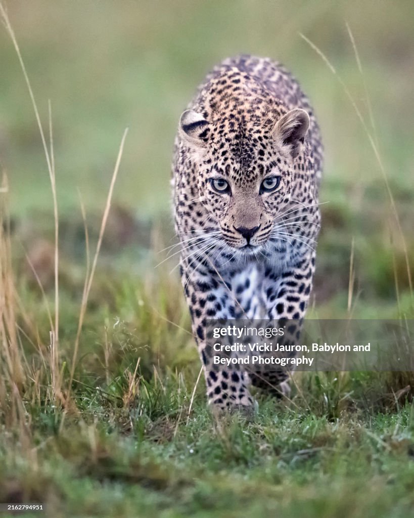 Amazing Close Up of Leopard Faulu Walking Toward Camera