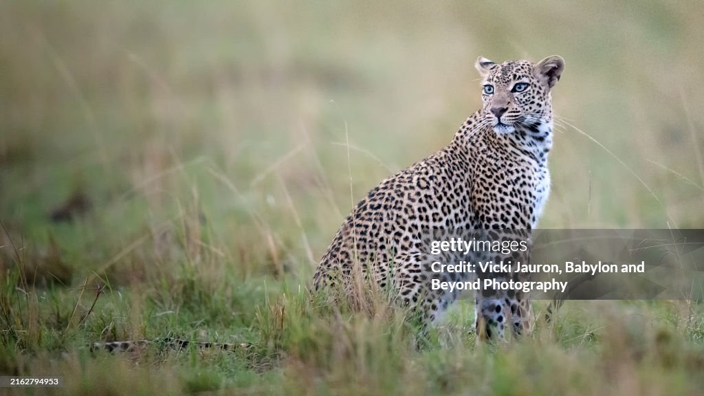 Beautiful Portrait of Leopard Called Faulu in Maasai Mara