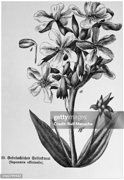 saponaria officinalis - cropped from victorian style botanical lithographs book. munich 1880-1889, germany. - lithograph stock illustrations