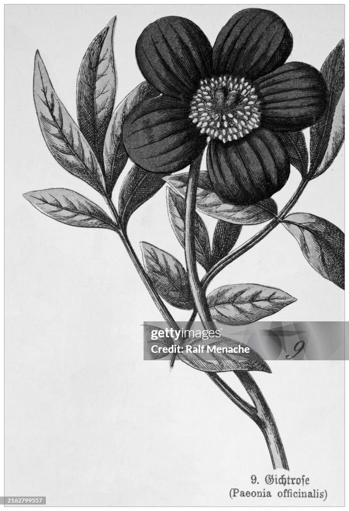 Paeonia officinalis - Cropped from Victorian style botanical lithographs book. Munich 1880-1889, Germany.