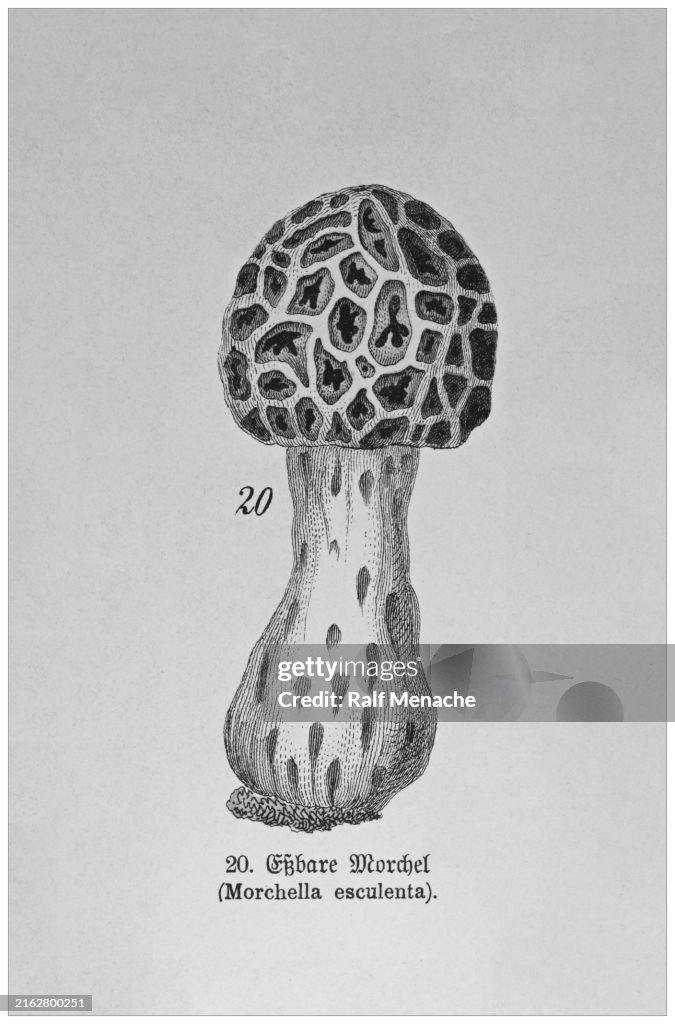 Morchella esculenta - Cropped from Victorian style botanical lithographs book. Munich 1880-1889, Germany.
