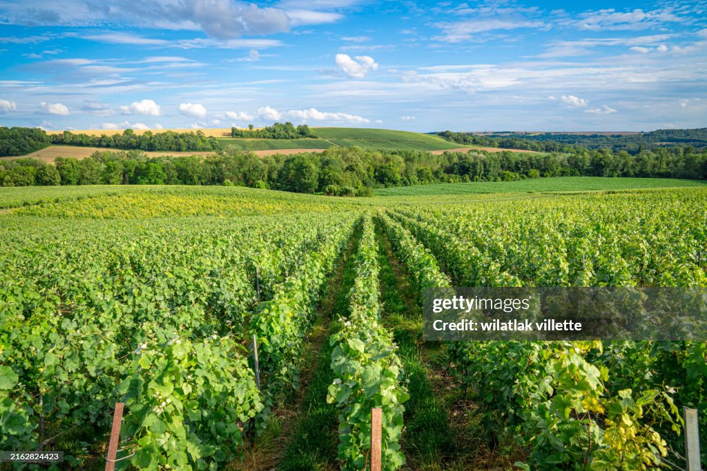 Vineyards and grapes in a hill-country farm in France.