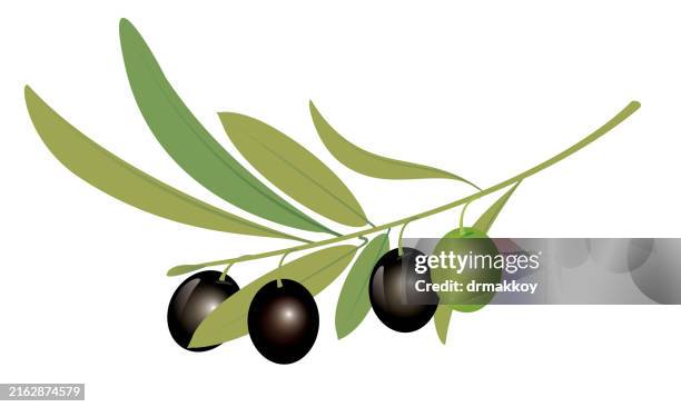 illustrations, cliparts, dessins animés et icônes de olive branch - olivier