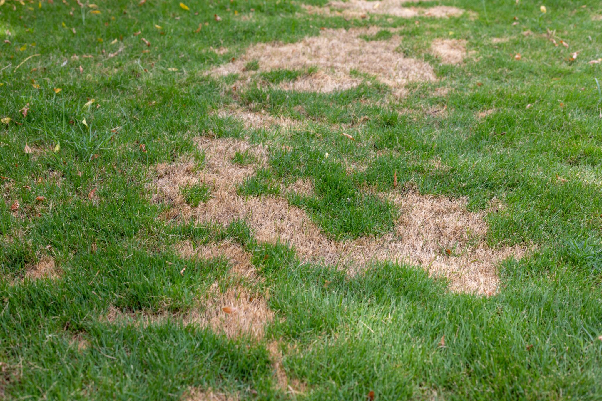 patchy lawn