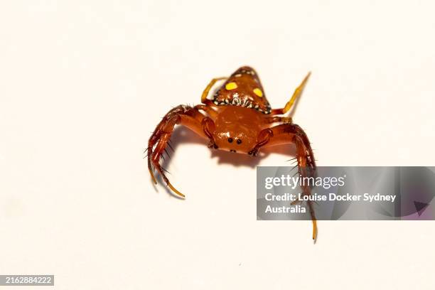 close-up of orange triangle spider - australian insects stock pictures, royalty-free photos & images