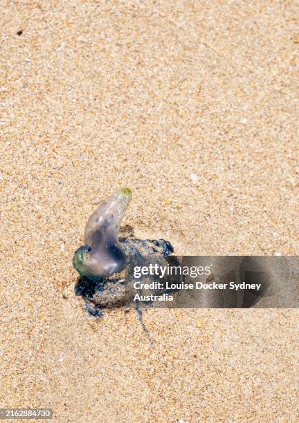 blue bottle washed up on beach - siphonophora stock pictures, royalty-free photos & images