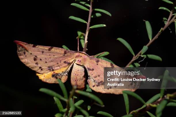 bright twisted moth on a shrub - geometer moth fotografías e imágenes de stock
