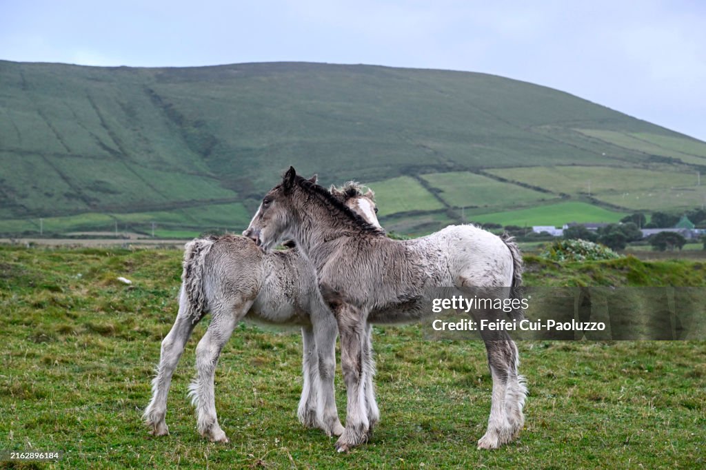 Horse at Clogher Head