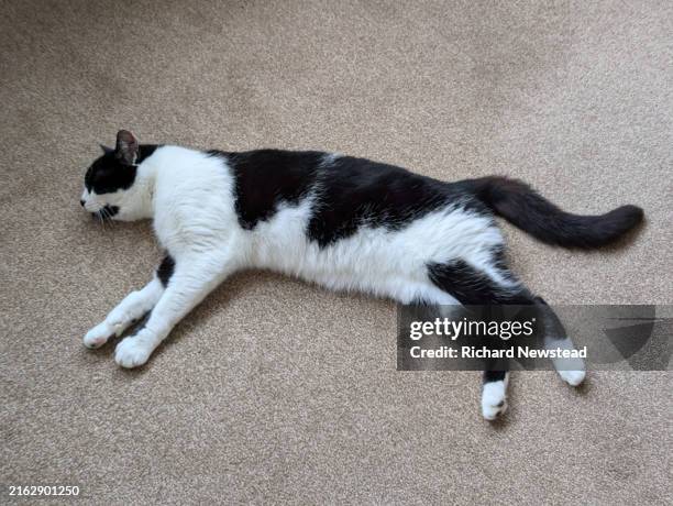 sleeping cat - cat looking down stock pictures, royalty-free photos & images