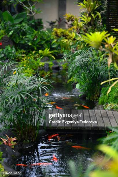 a tropical garden with a bridge and a fish pond - red koi stock pictures, royalty-free photos & images