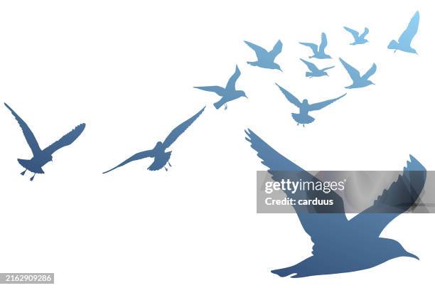 silhouetten von fliegenden vögeln - möwe stock-grafiken, -clipart, -cartoons und -symbole