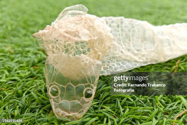 snake skin - piel de serpiente fotografías e imágenes de stock