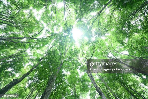 the crowns of tropical trees against the sky - photosynthese stock-fotos und bilder