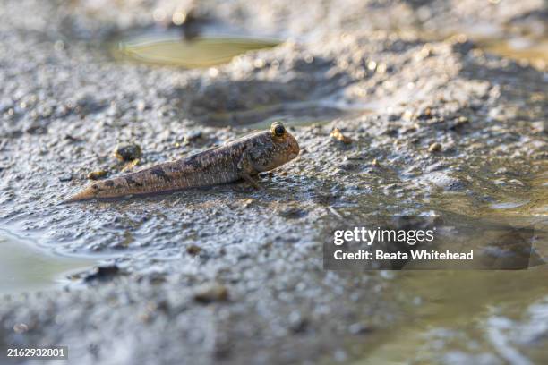 mudskipper in a tidal pool - amphibious-mudskipper-fish stock pictures, royalty-free photos & images