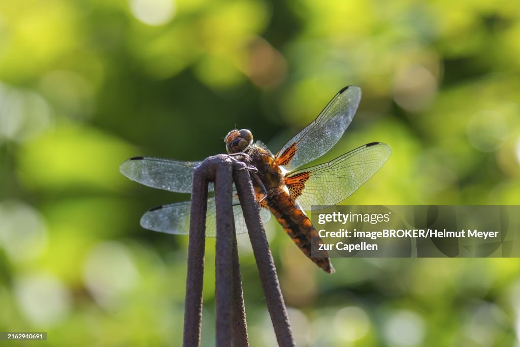 Yellow-winged darter (Sympetrum flaveolum), Bavaria, Germany, Europe