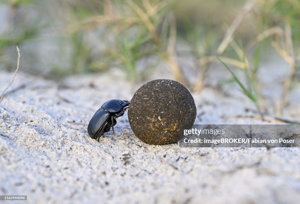 Dung beetle (Catharsius gorilla) rolling a dung ball, Loango National Park, Parc National de Loango, Ogooué-Maritime Province, Gabon, Africa