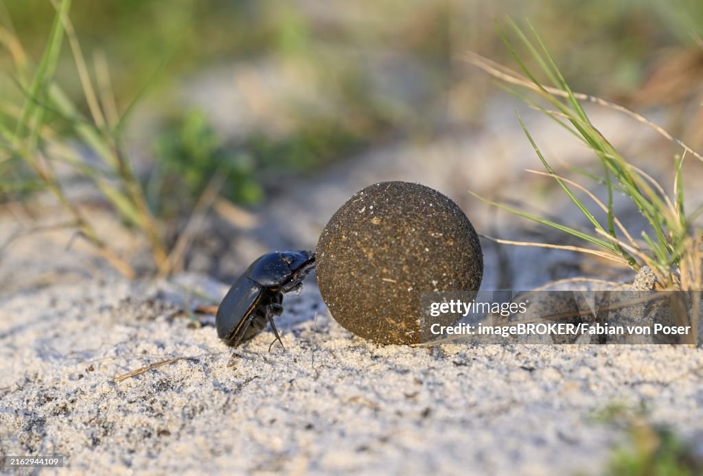 Dung beetle (Catharsius gorilla) rolling a dung ball, Loango National Park, Parc National de Loango, Ogooué-Maritime Province, Gabon, Africa