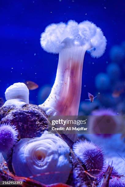 sea cucumber - grande anémone verte photos et images de collection