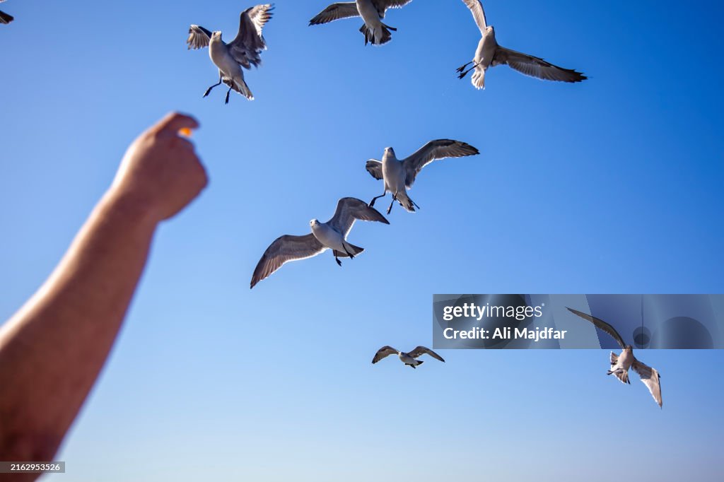 Feeding Seaguls in Sky