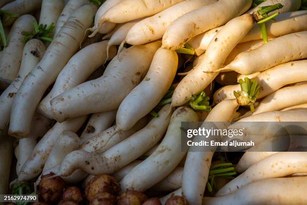freshly harvested white radishes at godagari market, bangladesh - daikon stock pictures, royalty-free photos & images