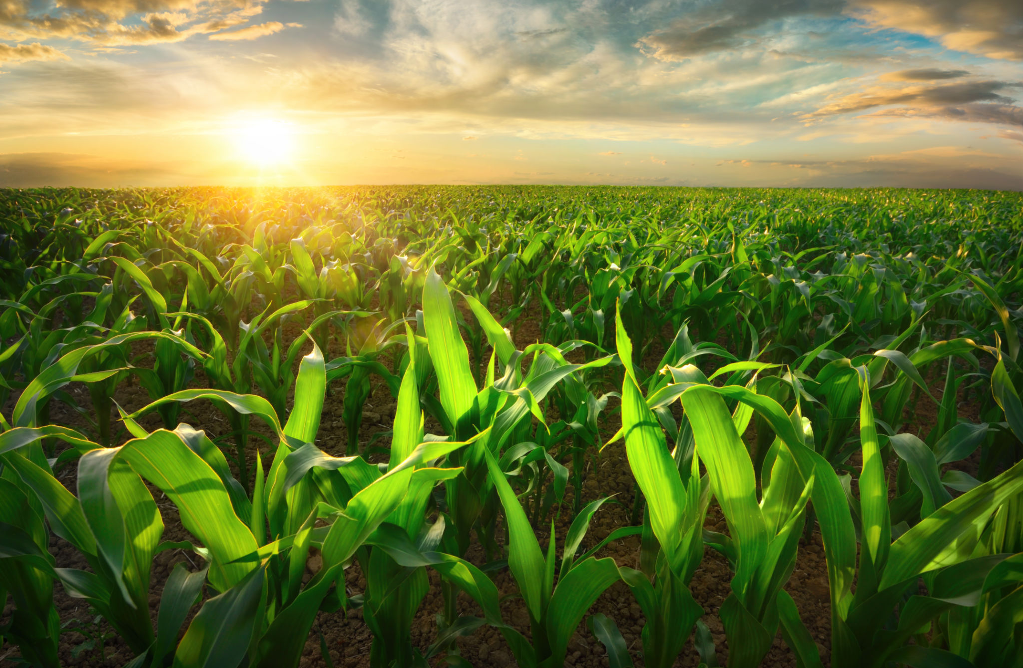 agriculture
