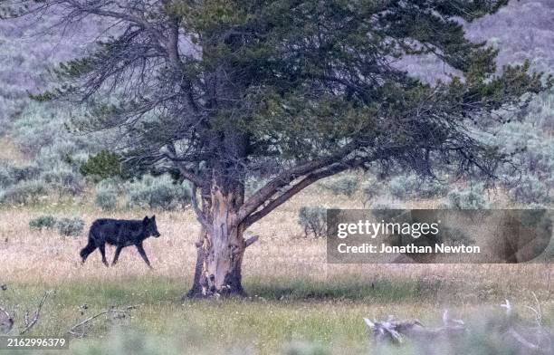Black wolf from the Wapiti Lake Pack crosses Hayden Valley near the Yellowstone river on July 17, 2024 in Yellowstone National Park, Wyoming.