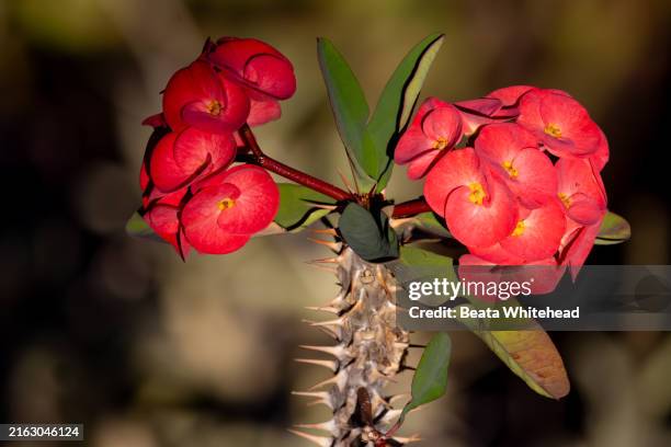 crown-of-thorns (euphorbia milii des moul.) - coroa de espinhos imagens e fotografias de stock