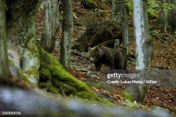 close-up of brown bear cub walking in forest,slovakia - slovakia stock pictures, royalty-free photos & images