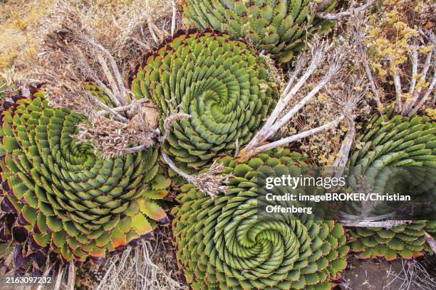 four spiral aloe in lesotho - spiral aloe stock pictures, royalty-free photos & images