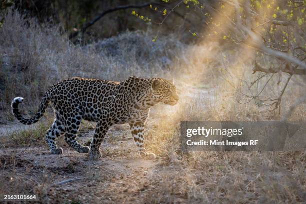 a male leopard, panthera pardus, walking through grass, in golden light - sabi sands reserve stockfoto's en -beelden