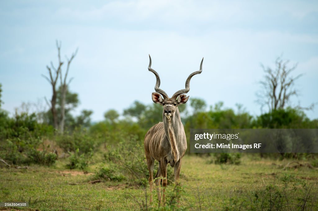 A male kudu, Tragelaphus strepsiceros, wide-angle shot, direct gaze