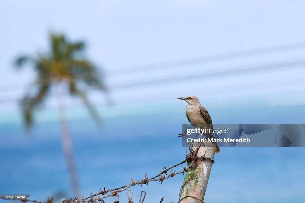 Tropical Mockingbird (Mimus gilvus) in Tobago