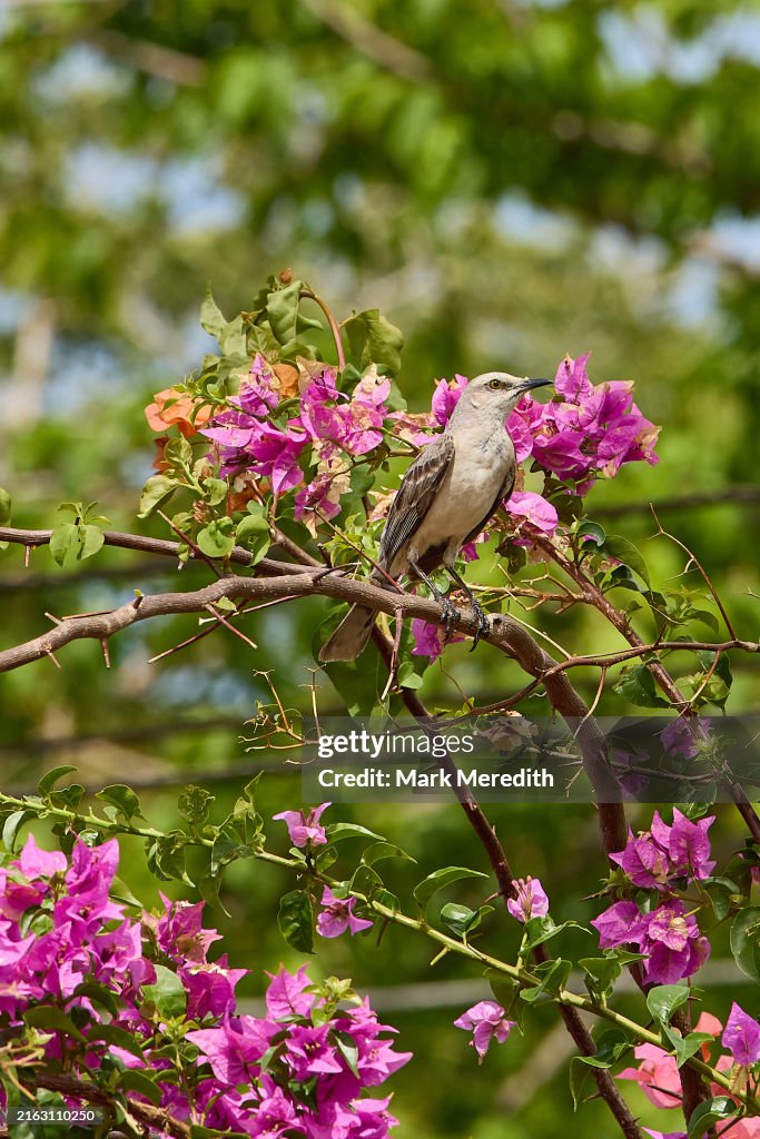 Tropical Mockingbird (Mimus gilvus) on a bougainvillea branch in Tobago