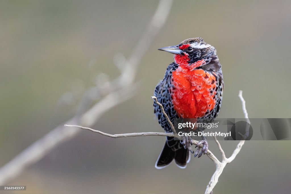 Langschwanz-Wiesenlerche, Sturnella loyca Vogel aus Patagonien