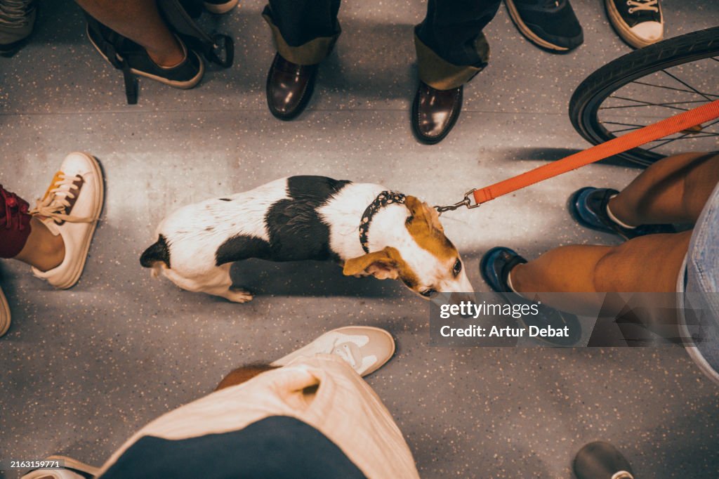 Directly above view from a creative angle of a dog traveling in a subway train