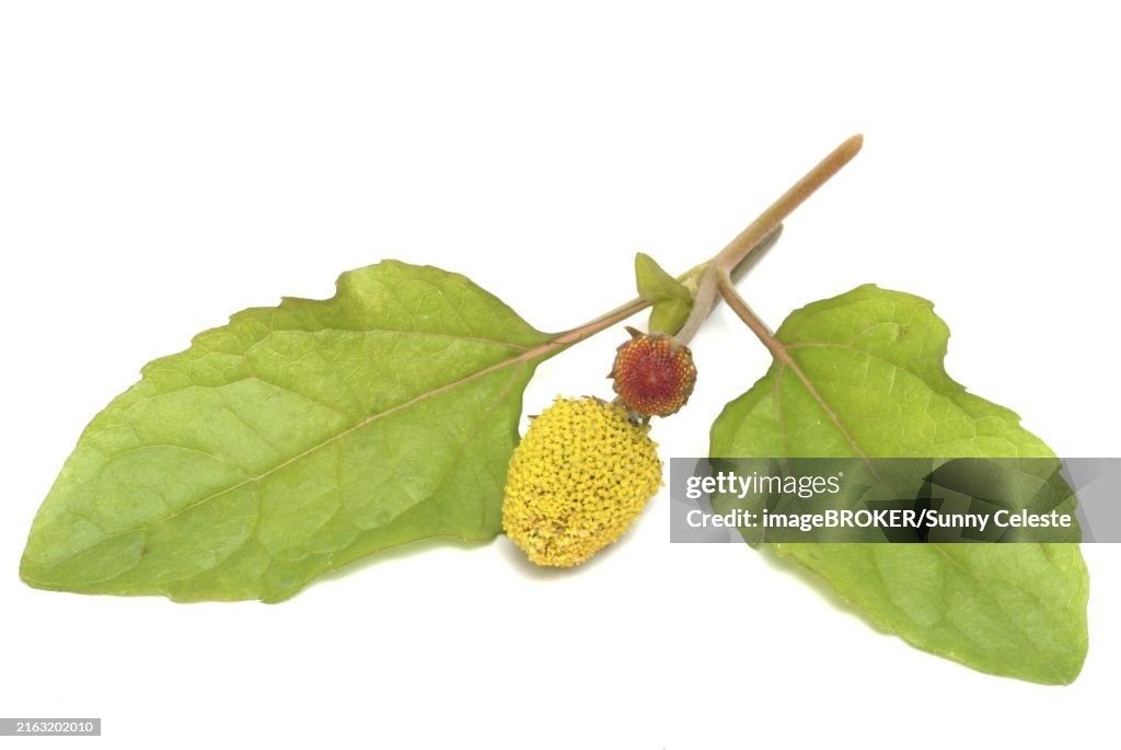 Food, Lettuce, Medicinal plant, Paracress, Jambu, Acmella oleracea