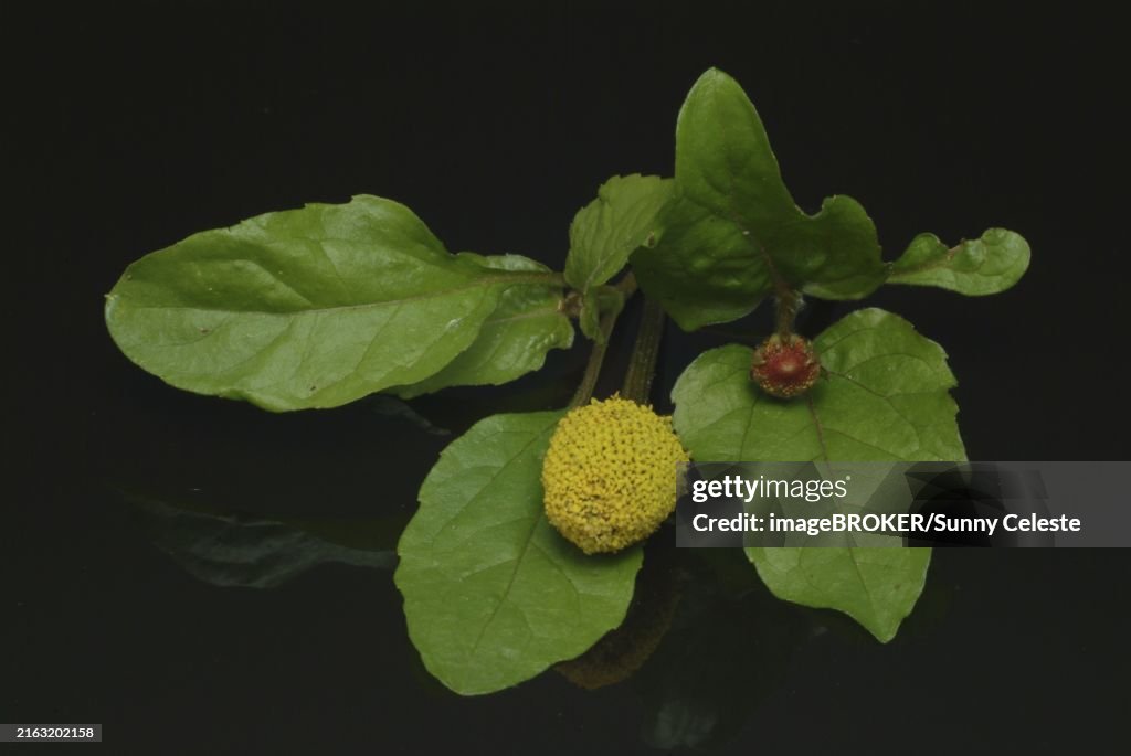 Food, Lettuce, Medicinal plant, Paracress, Jambu, Acmella oleracea