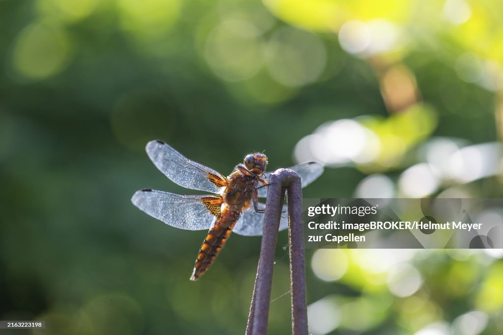 Yellow-winged darter (Sympetrum flaveolum), Bavaria, Germany, Europe