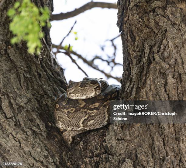 African Python Snake Tree 176 Southern African Python Stock Photos, High-Res Pictures, and Images ...
