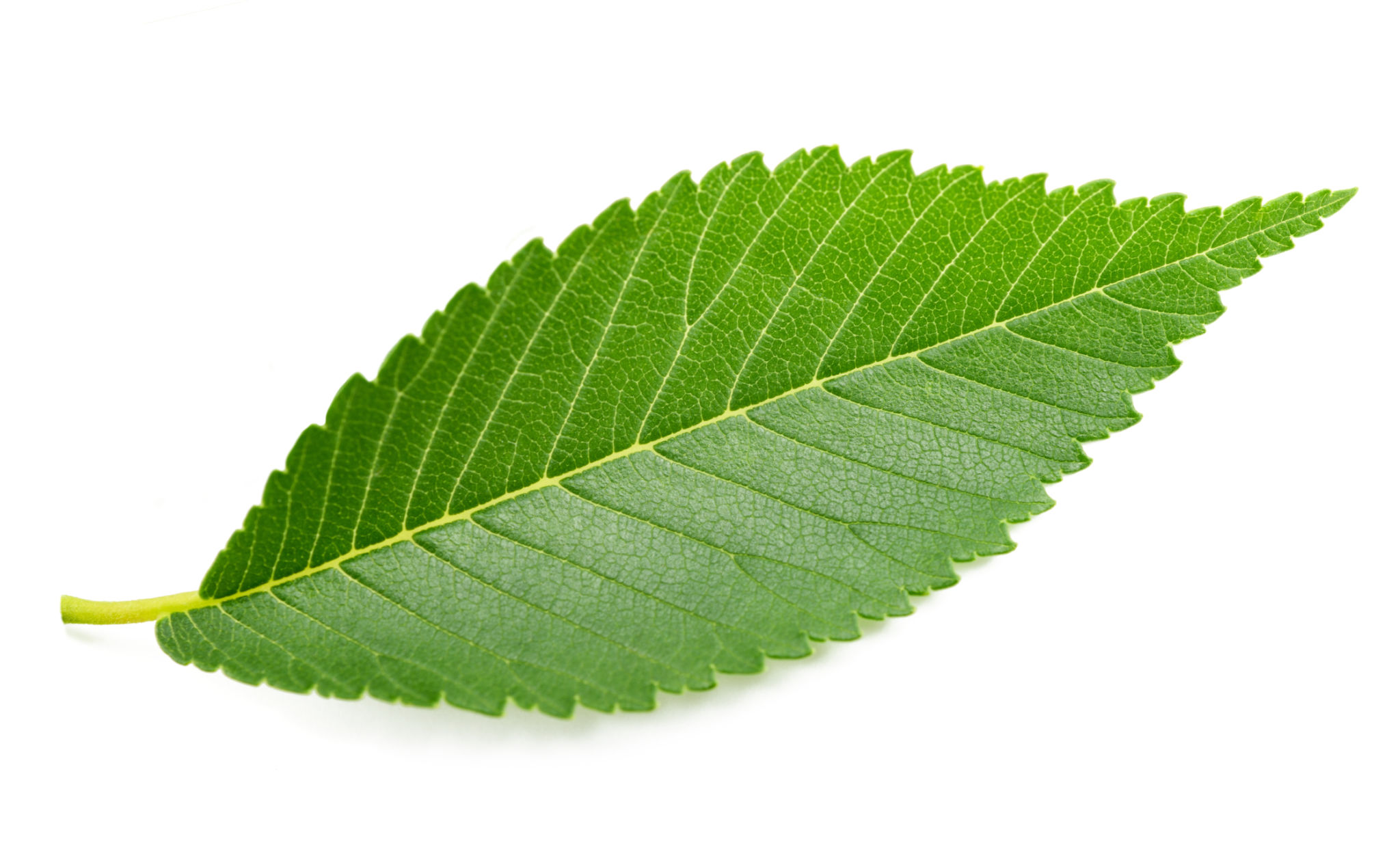 elm tree