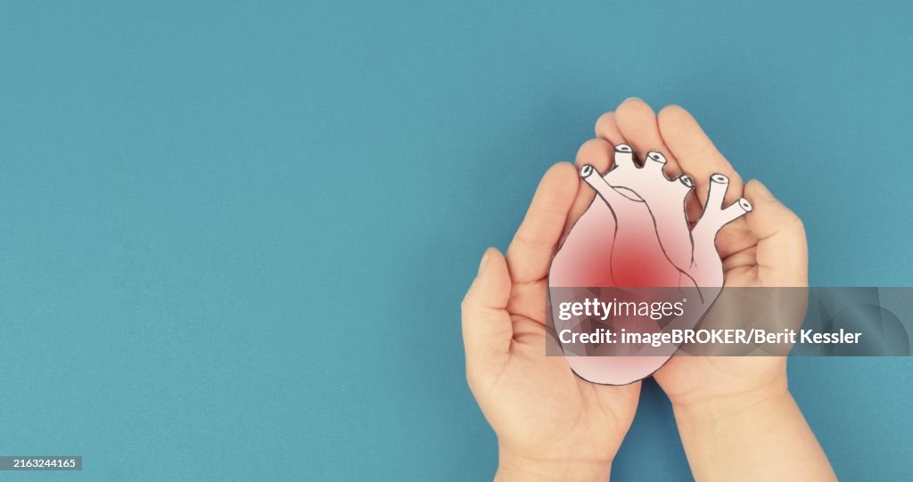 Heart attack, Myocarditis disease, inflammation of the muscle, thrombosis andcardiac stress, hands holding human organ