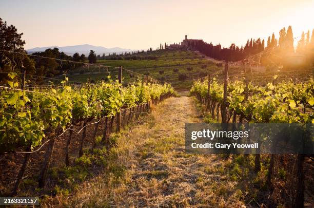 vineyards in montalcino, tuscany. - azienda vinicola foto e immagini stock