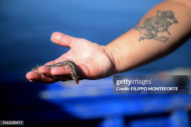 Fisherman shows a bearded fireworm caught in his net in front of the sicilian fishing village of Marzamemi on July 25, 2024. The waves of intense...