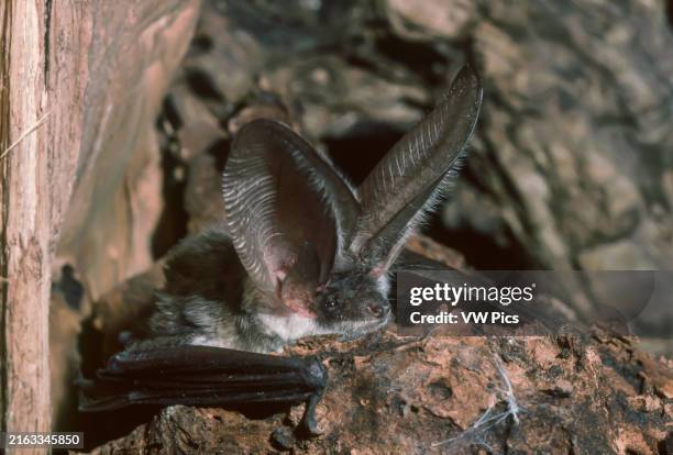 Long-eared bat.